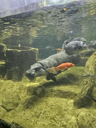 Zoo’s and Animal Enclosures - Crown Puretech