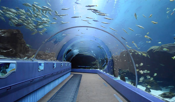Turnkey Project Underwater Exhibits And Aquarium - Crown Puretech